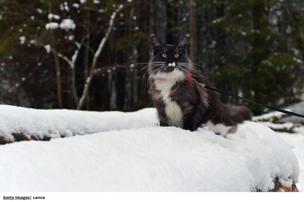 gato Maine Coon en nieve