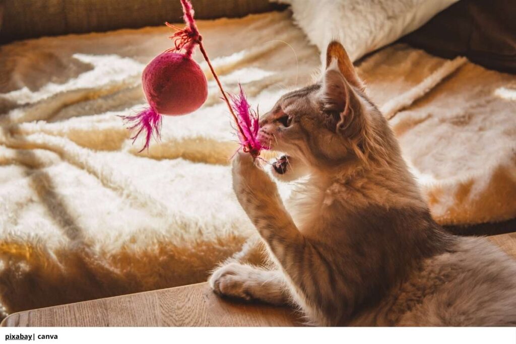 Imagen de un gato jugando con una pluma