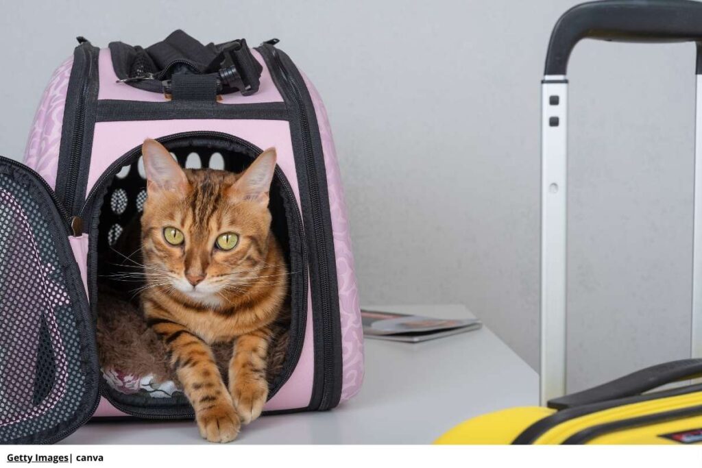 documentos-para-viajar-con-gato-colombia
