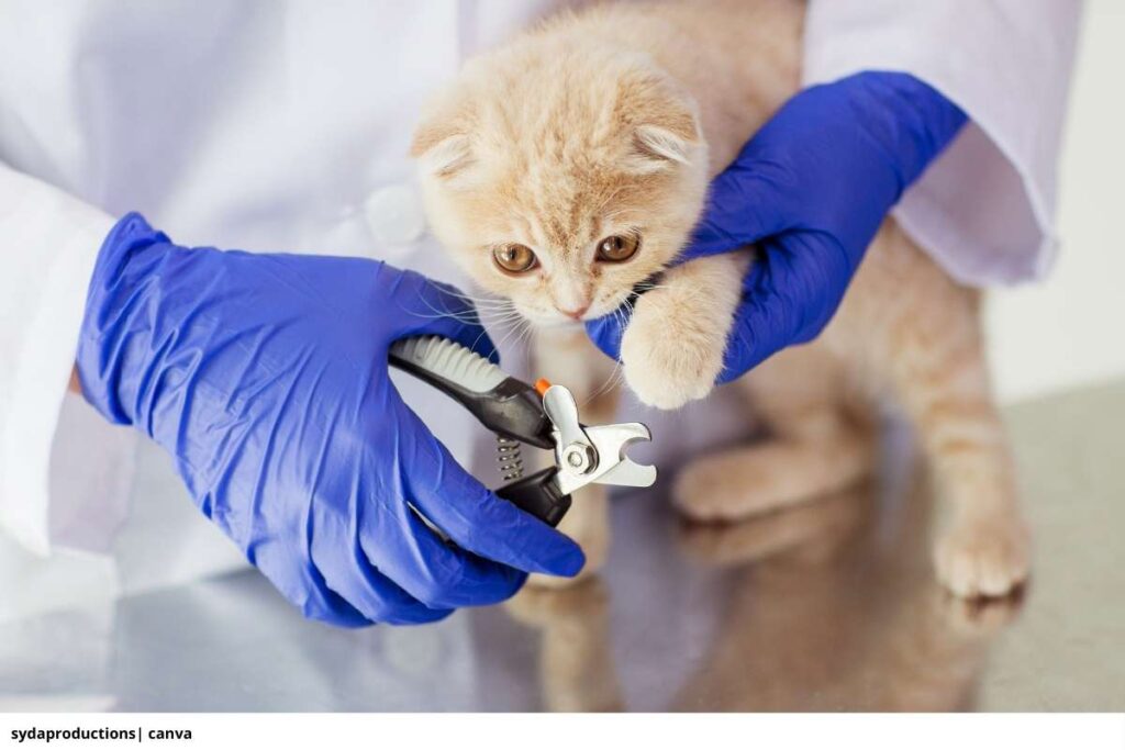 Imagen de un cortaúñas de guillotina