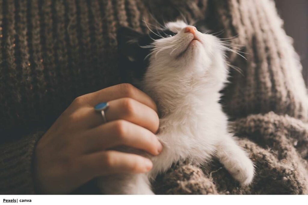 Imagen de un gato ronroneando y amasando