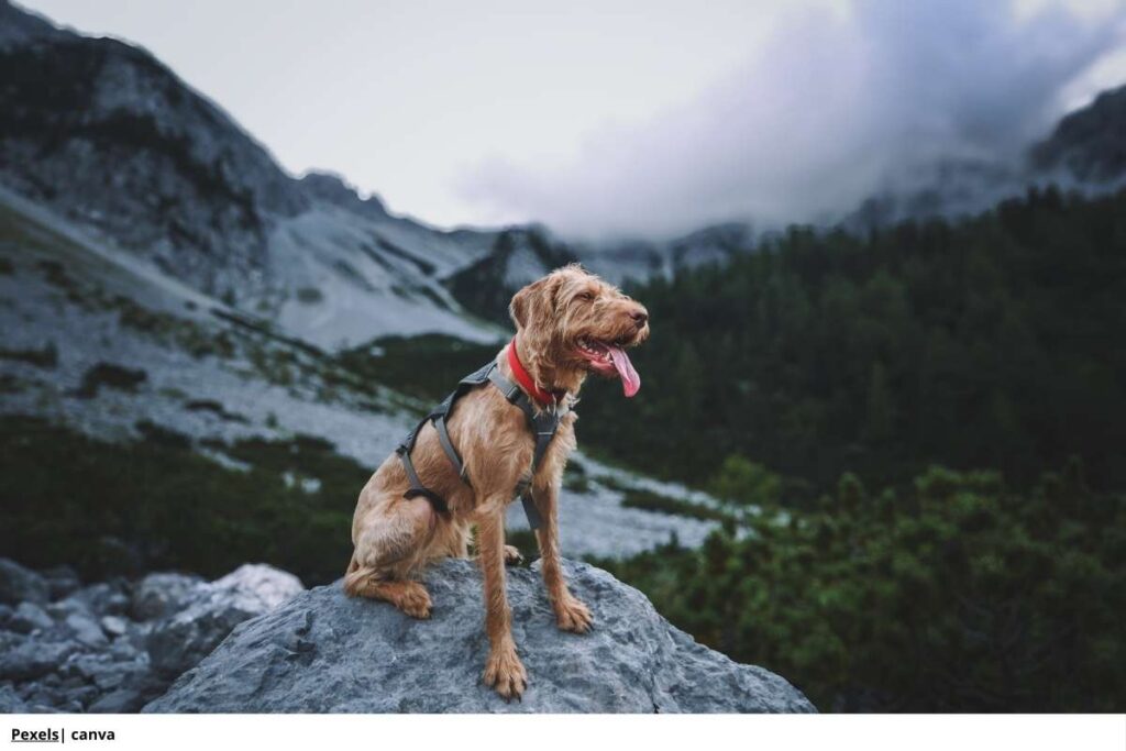 Imagen de un perro adulto en forma