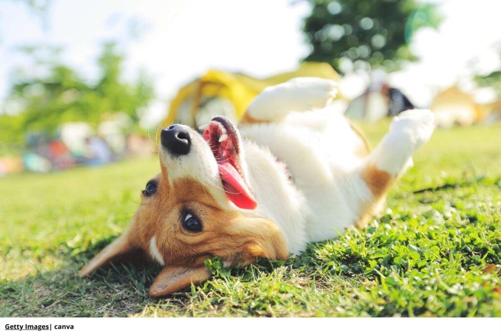 Imagen de un dorgi jugando en un jardín.