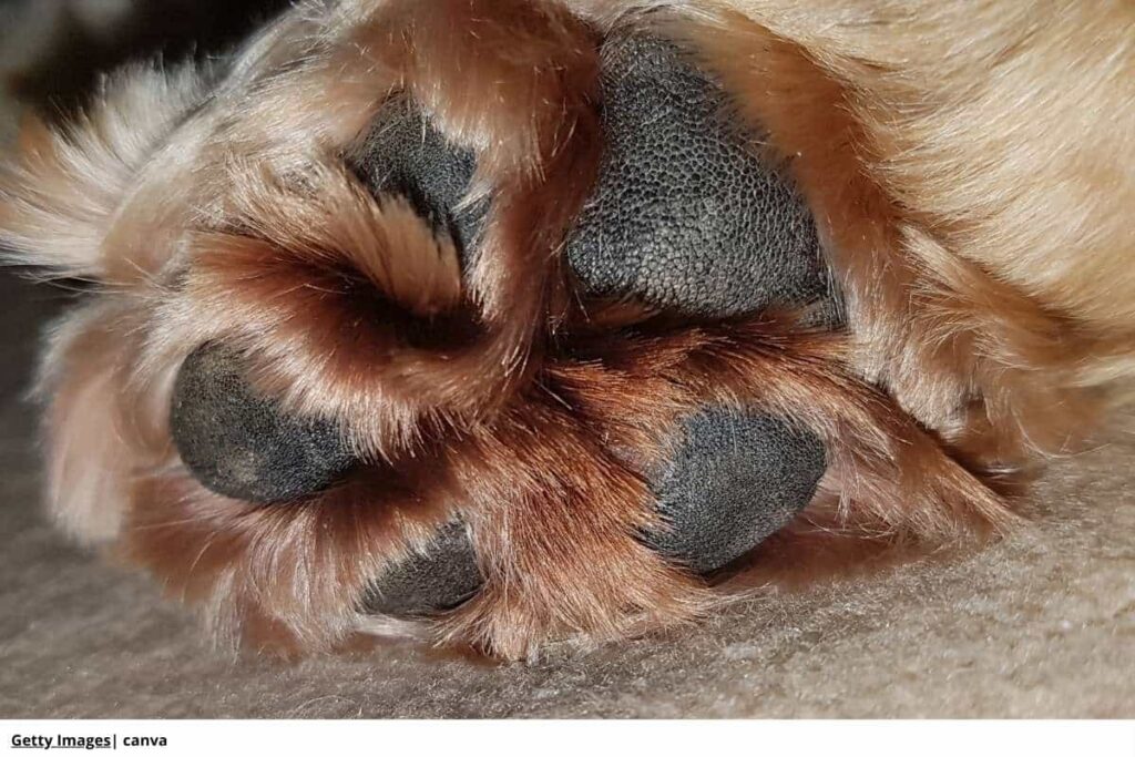 espolón_perro_patas