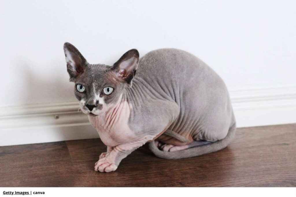 gato Sphynx