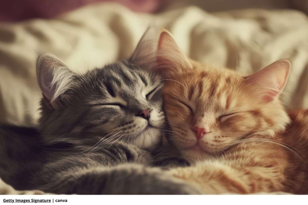 adoptar un gato criollo, gatos juntos dormidos