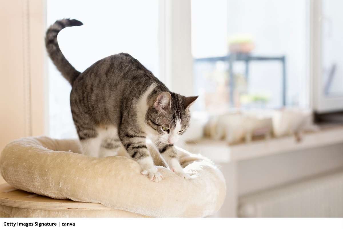 El fascinante comportamiento de los gatos: 5 claves para entender a su felino