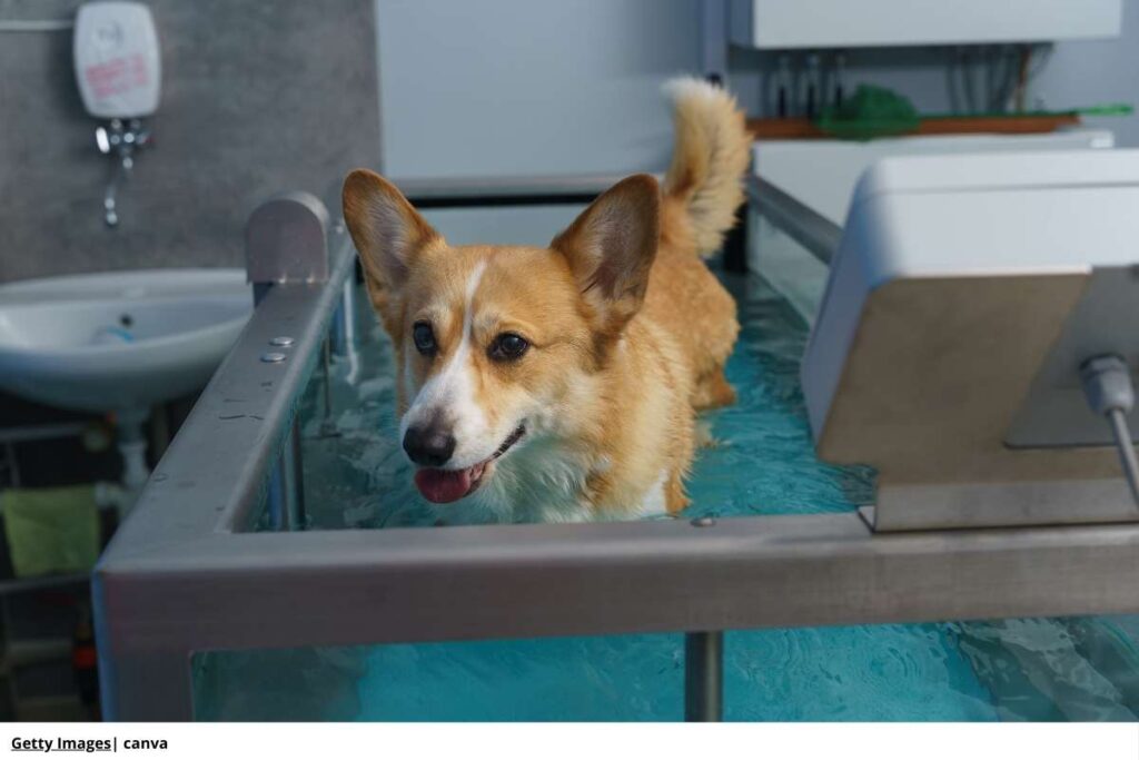 Imagen de un perro siendo cepillado