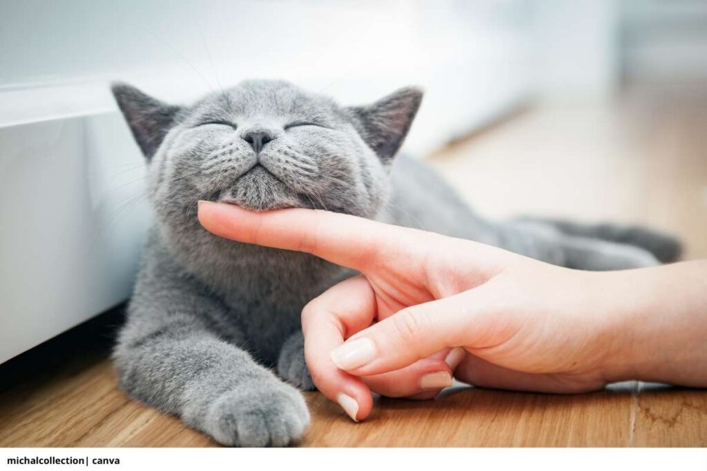 hombre acariciando a su gato en la barbilla