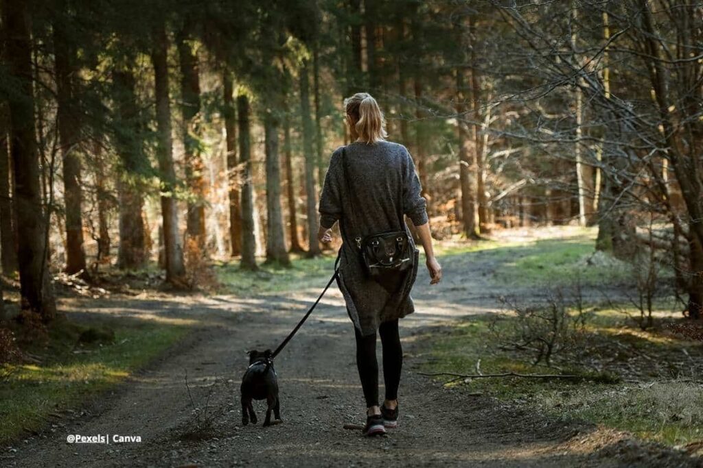 correas retráctiles para perros