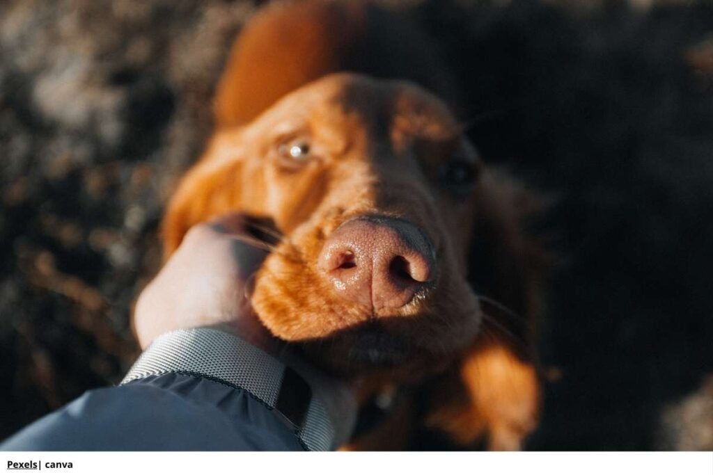 persona acariciando a su mascota