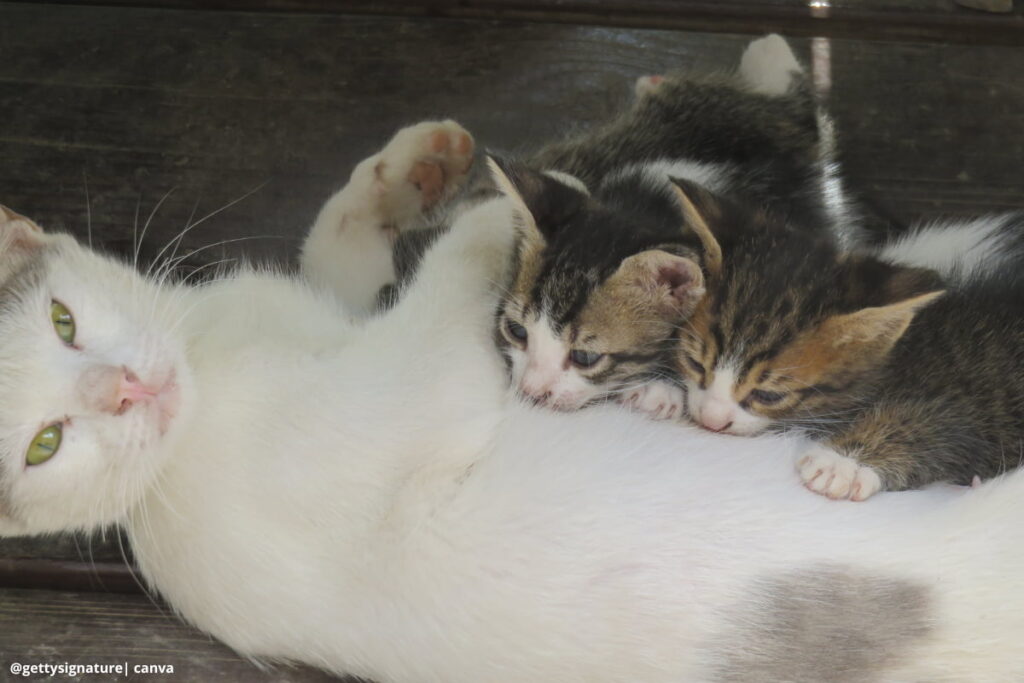 Imagen de un gatito amamantando