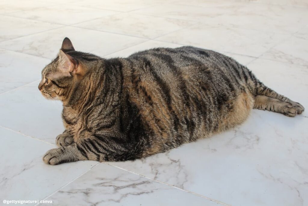 Imagen de un gato con sobrepeso