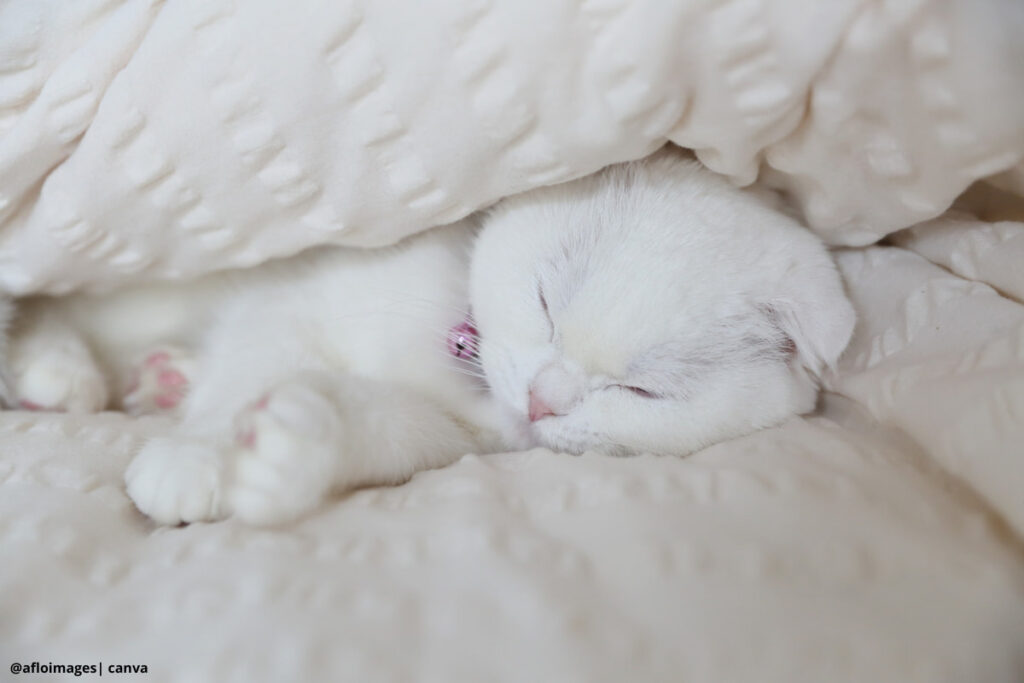 Imagen de un gato durmiendo en una cama