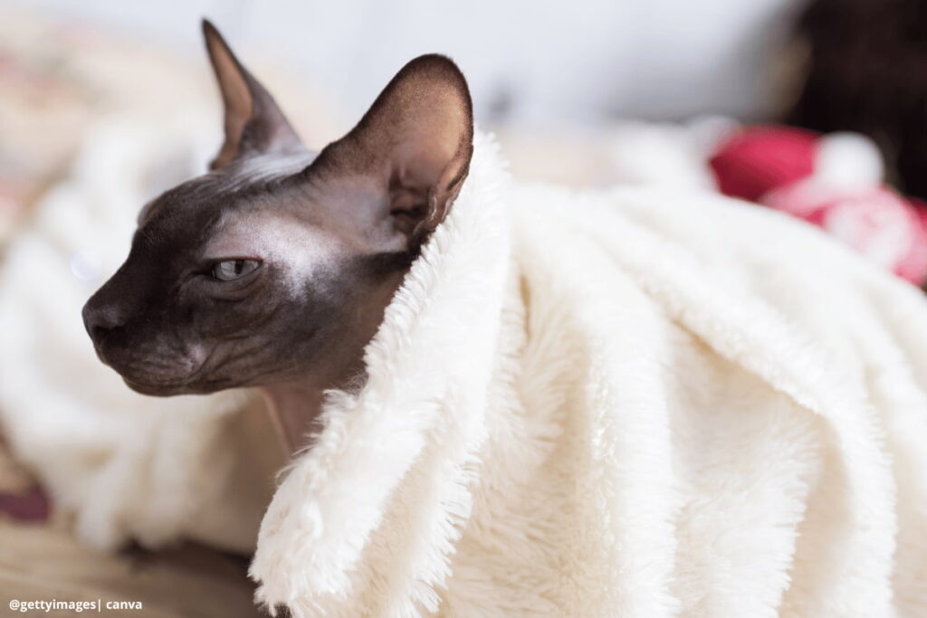 gato Sphynx recibiendo caricias