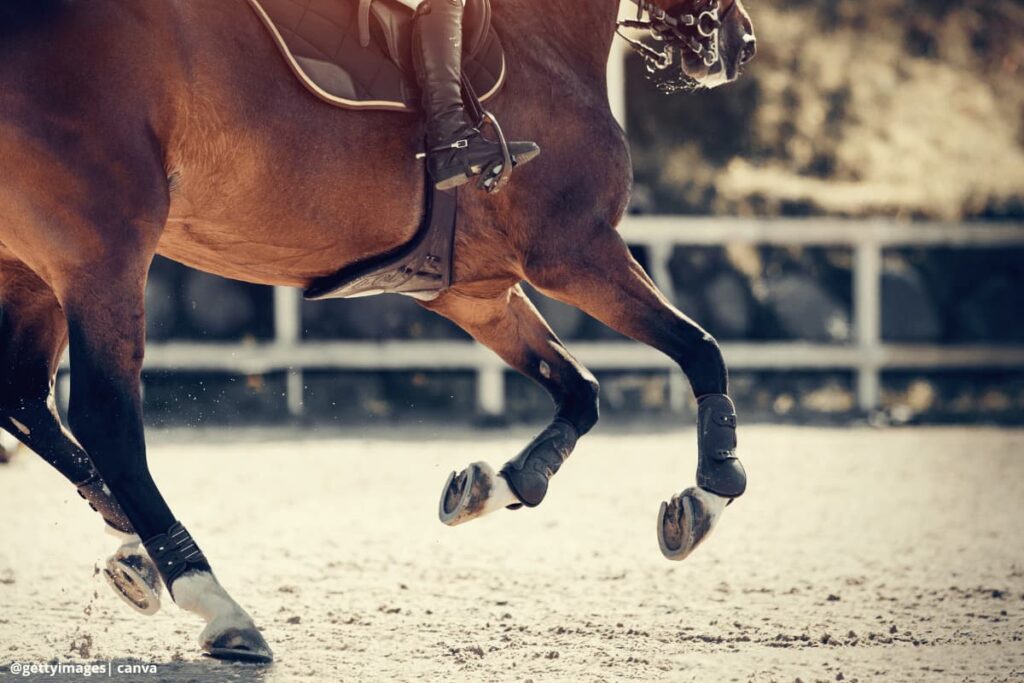 caballo trochador y galopero