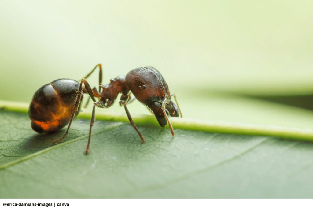 Imagen de hormigas culonas