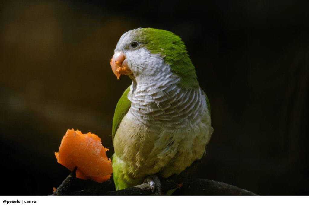 Imagen de un perico comiendo zanahoria