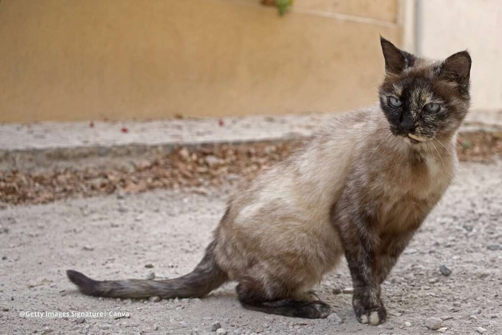 Adoptar gato adulto