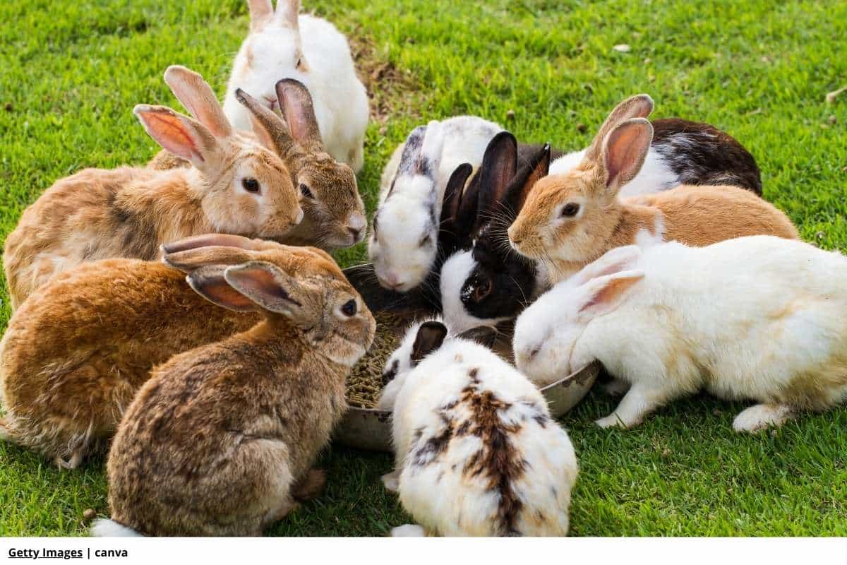 Adopción de conejos