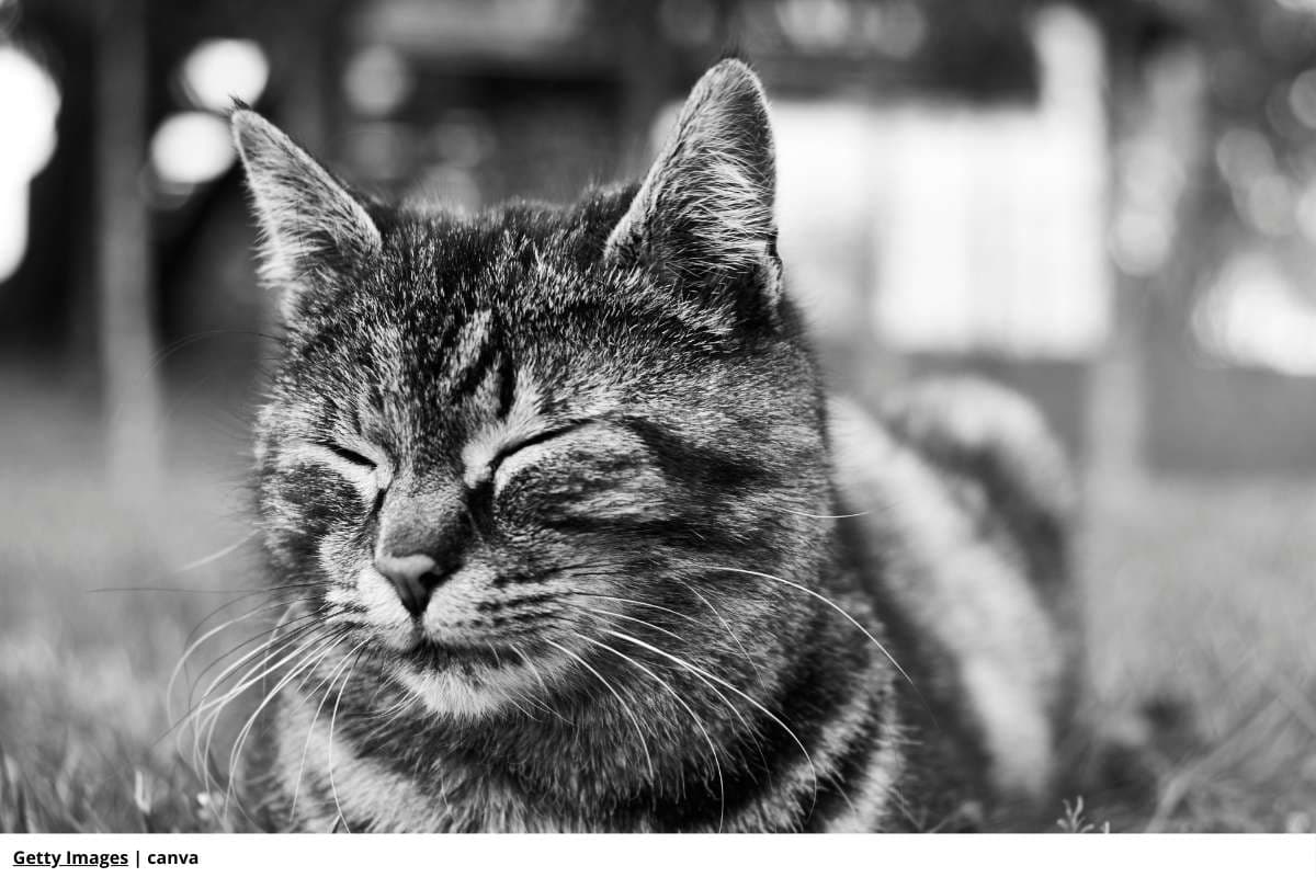 Comportamiento de los gatos