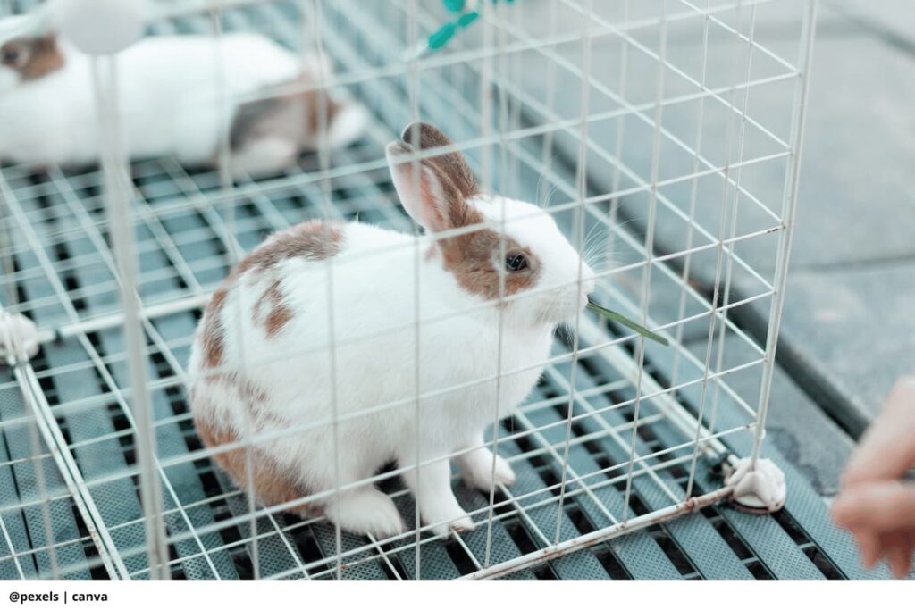 Imagen de la jaula de un conejo limpia