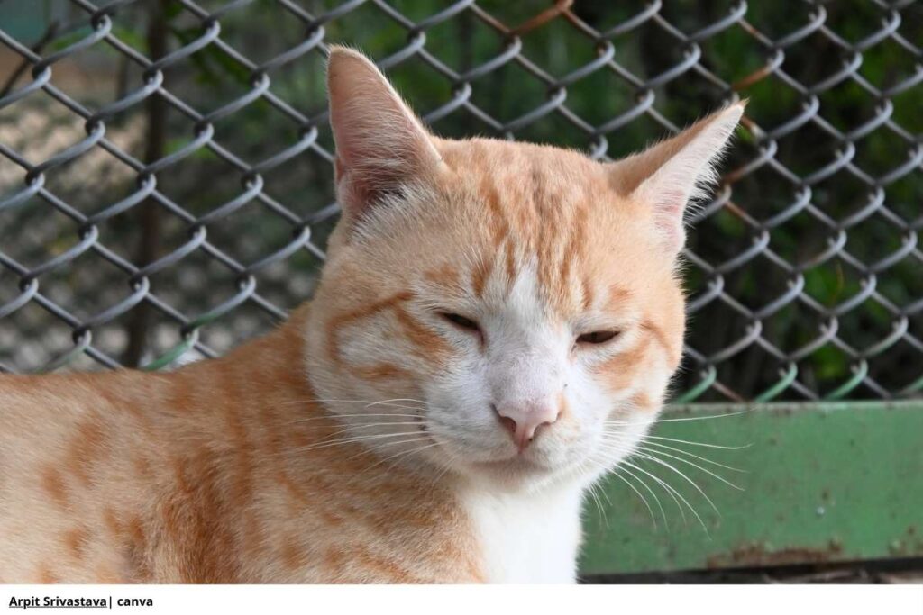 Imagen de un gato parpadeando lentamente