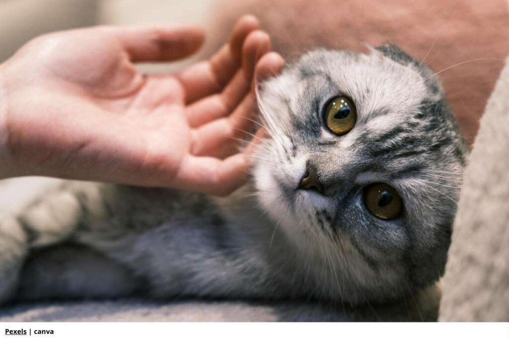 Imagen de un gato ronroneando