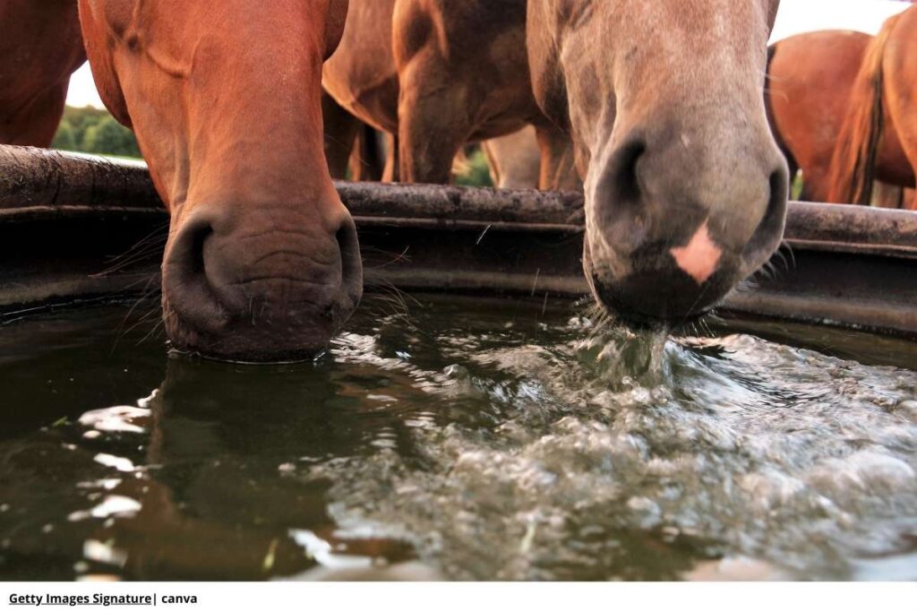 caballo bebiendo agua