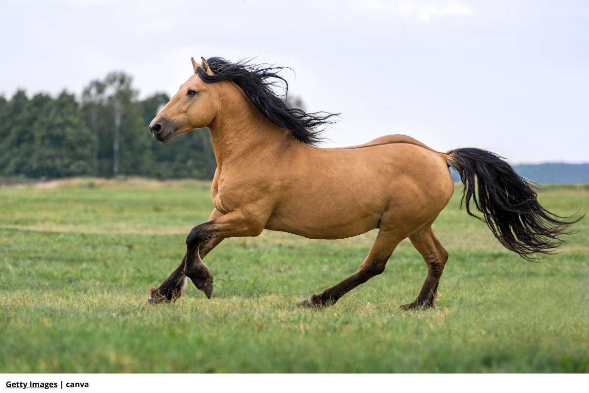 curiosidades de caballos