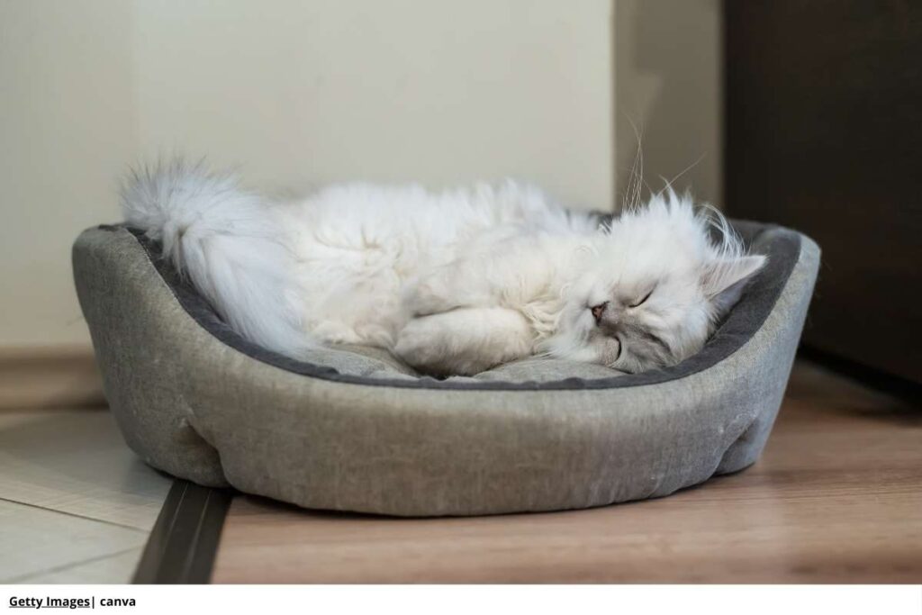gato adulto en su cama