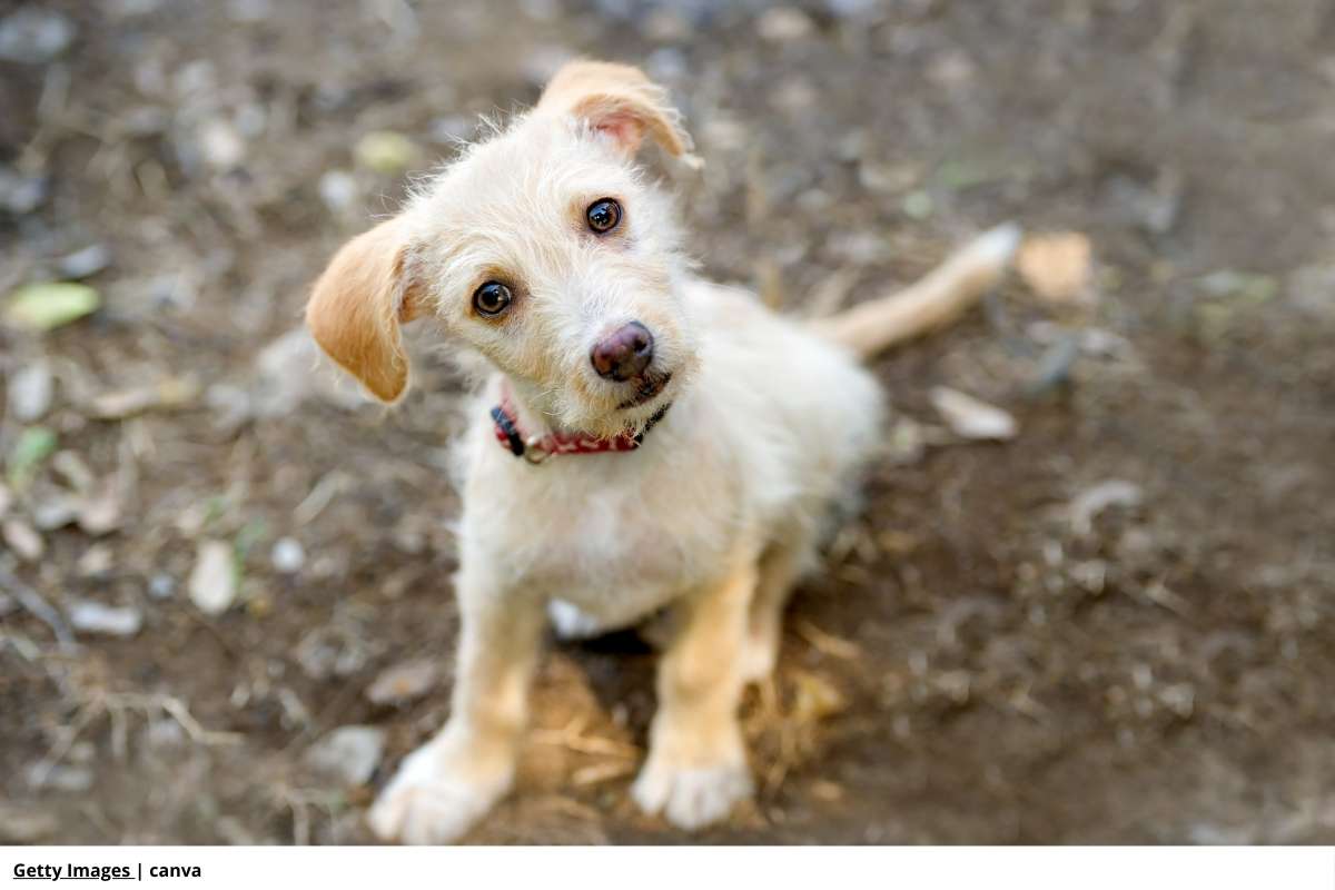 por que mi perro ladea la cabeza cuando le hablo