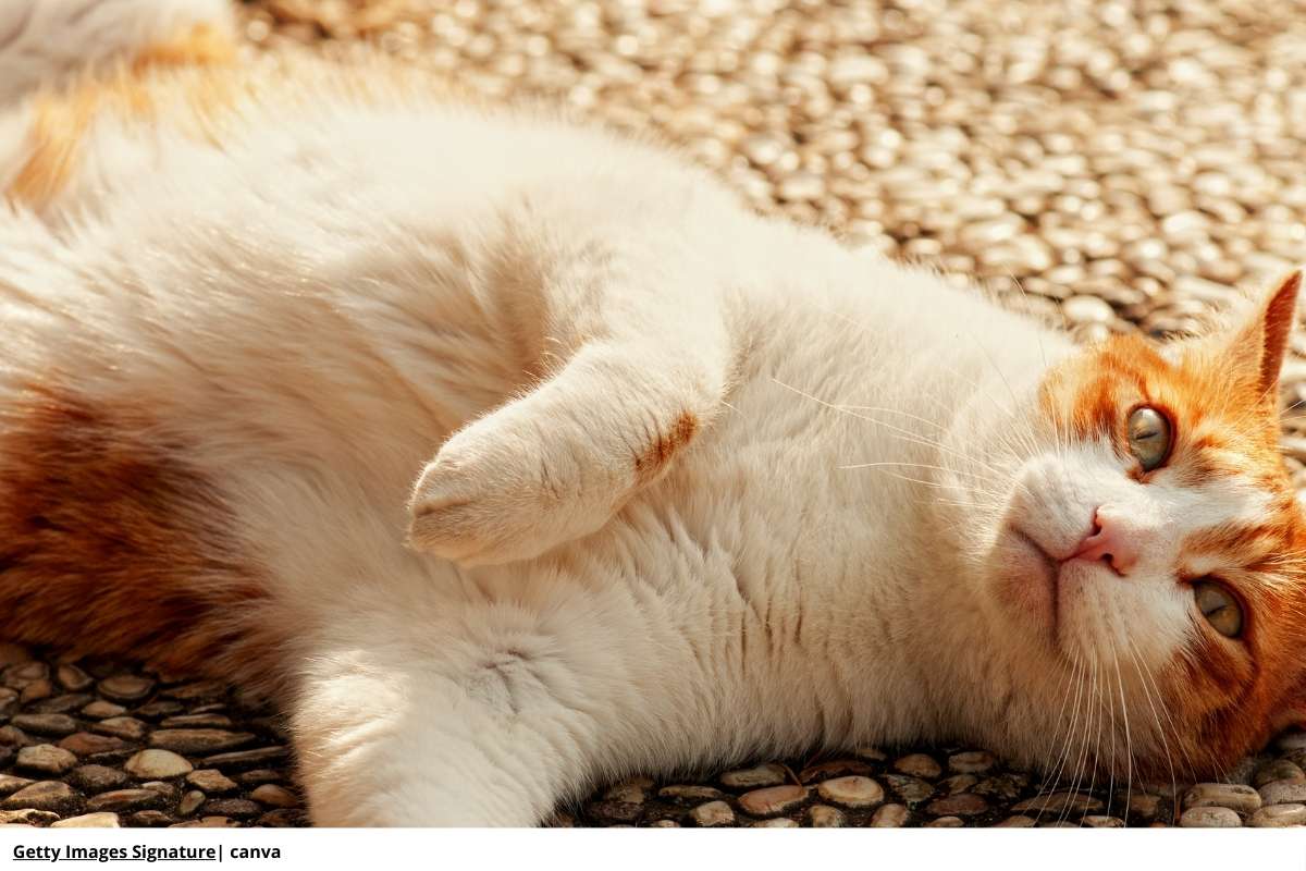 preparar la casa para un gato adulto