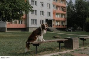 tenencia de mascotas propiedad horizontal