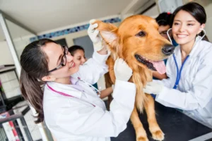 Vacunas obligatorias para perros y gatos en Colombia (actualizado 2025)