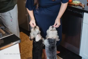 Plantas comestibles que pueden servir como alimento para perros y gatos plantas comestibles para perros y gatos