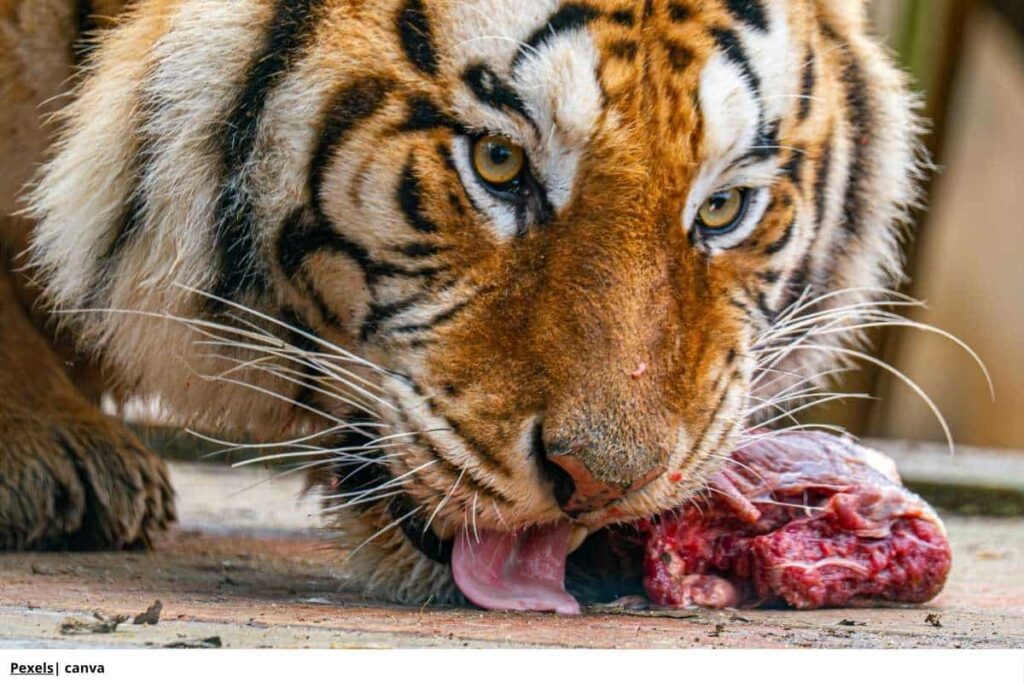 Increíble polémica: 10 datos sobre por qué un Zoológico Danés pide mascotas para alimentar a sus carnívoros.