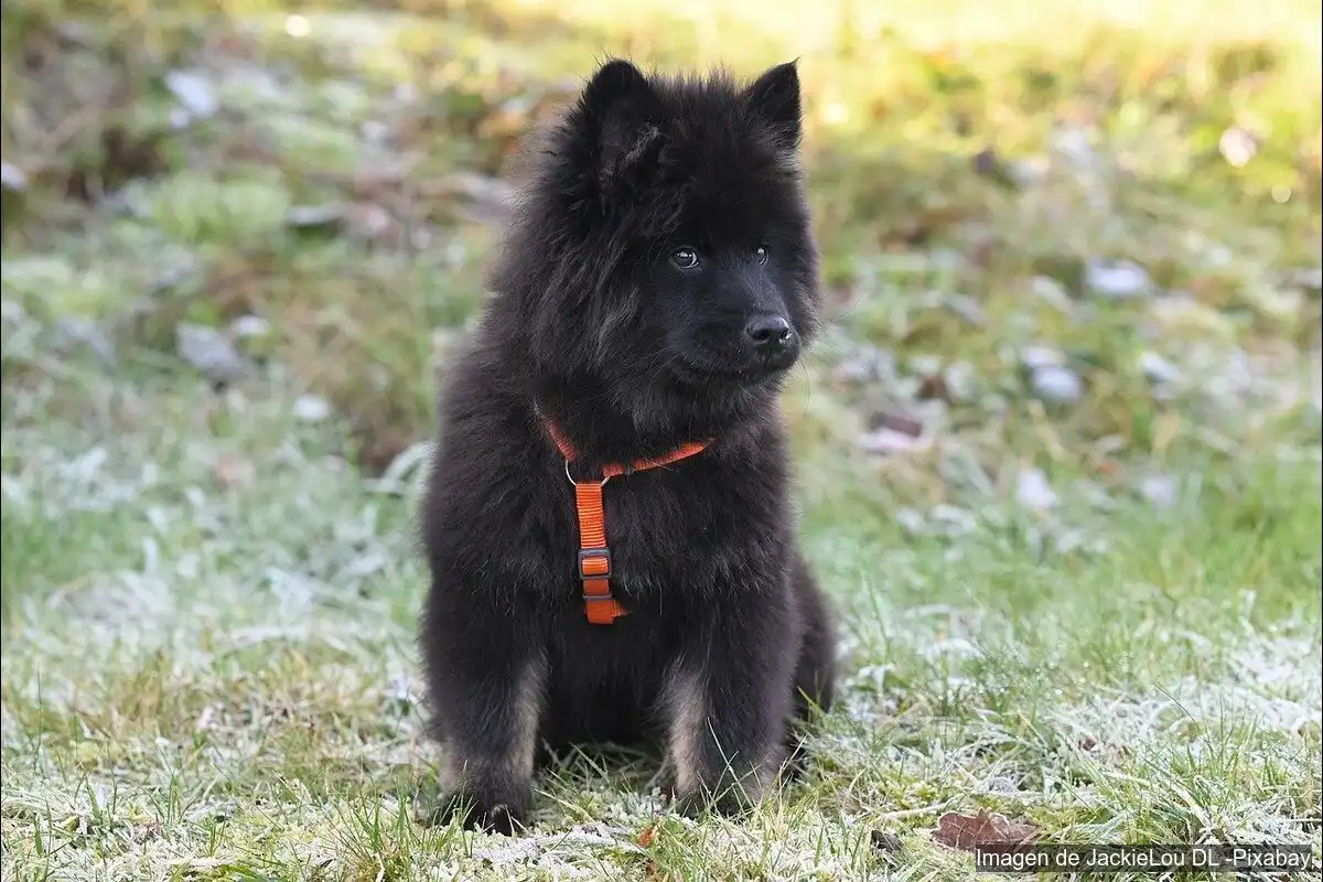 Guía para elegir el arnés perfecto para tu perro (según tamaño y comportamiento)