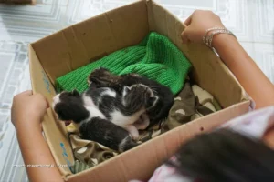 Guía definitiva para adoptar un gato por primera vez adoptar un gato por primera vez