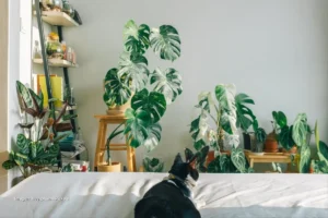 Las 8 plantas de interior más tóxicas para gatos y alternativas seguras plantas tóxicas para gatos