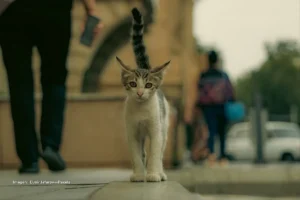 El lenguaje secreto de los gatos: lo que dice el movimiento de su cola lenguaje de la cola de los gatos