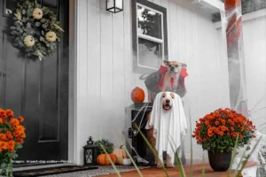 Intoxicación por dulces en mascotas: cómo protegerlos este Halloween intoxicación por dulces en mascotas