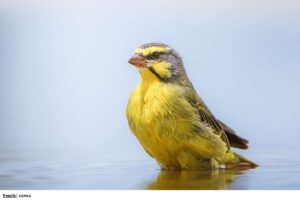 ¡La guía definitiva! 10 claves para un aseo de canarios perfecto