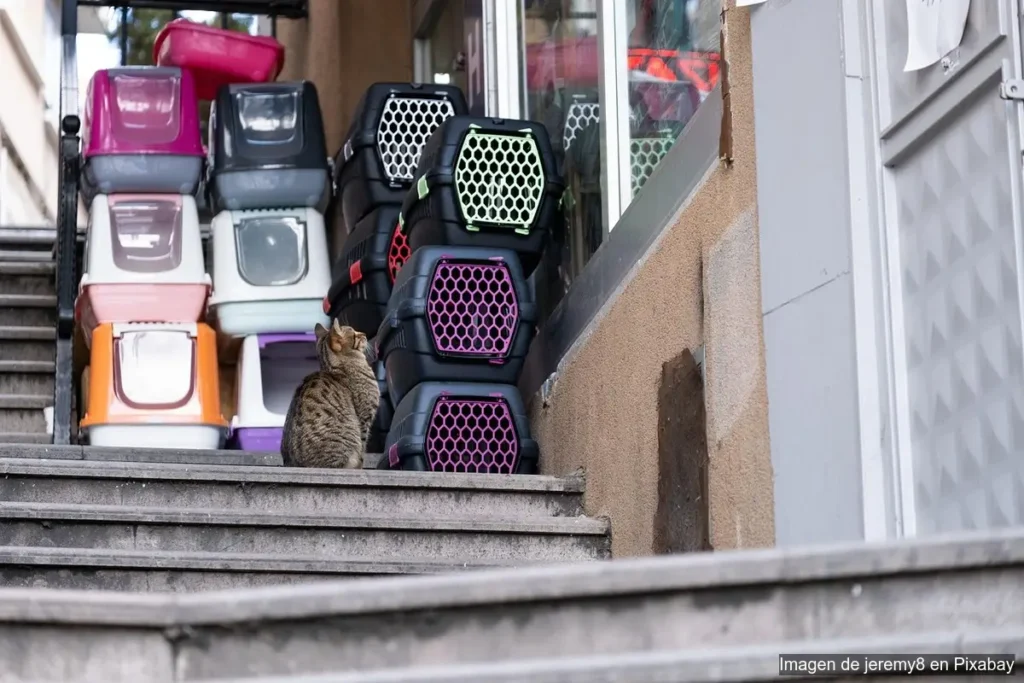 Cómo acostumbrar a tu mascota al transportador