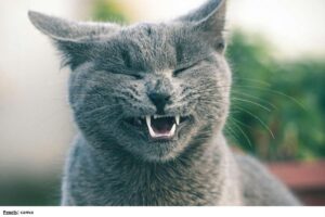 10 claves sorprendentes para entender la postura de su gato