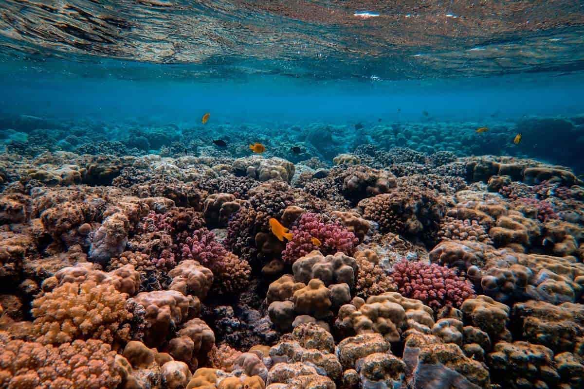 ¡Increíble! Así Colombia y el mundo salvan sus arrecifes de coral con la impresión 3D