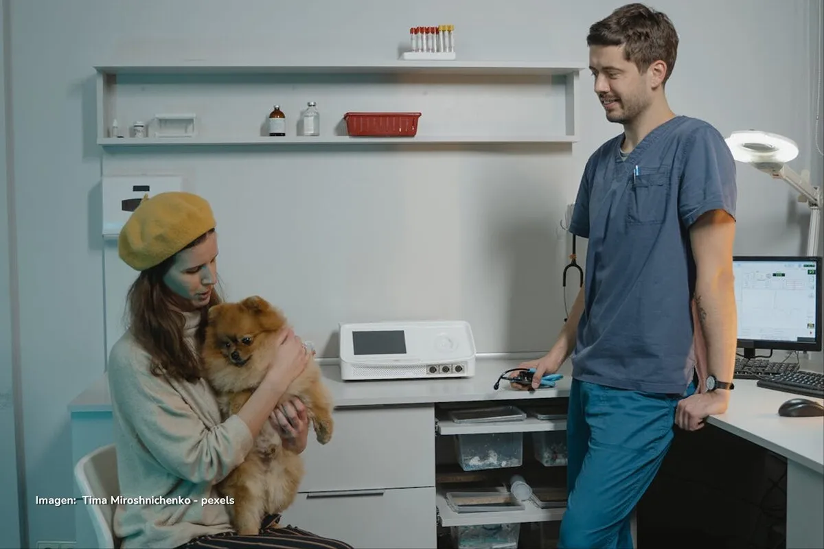 Coccidiosis en perros: causas, síntomas y tratamiento efectivo coccidiosis en perros