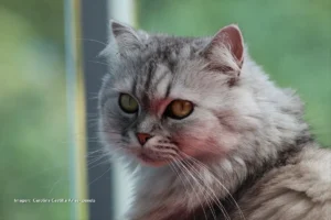 Gato Persa: guía completa de cuidados, características y curiosidades gato persa