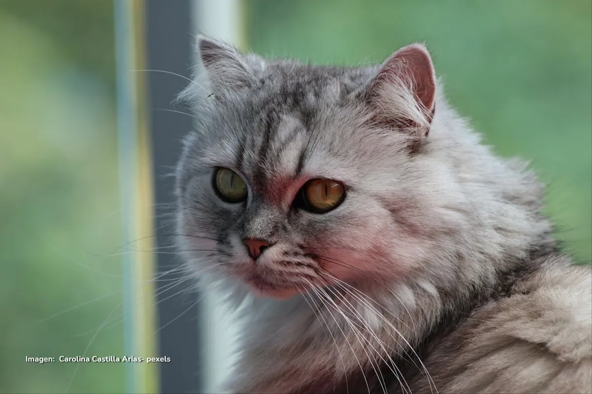 Gato Persa: guía completa de cuidados, características y curiosidades gato persa