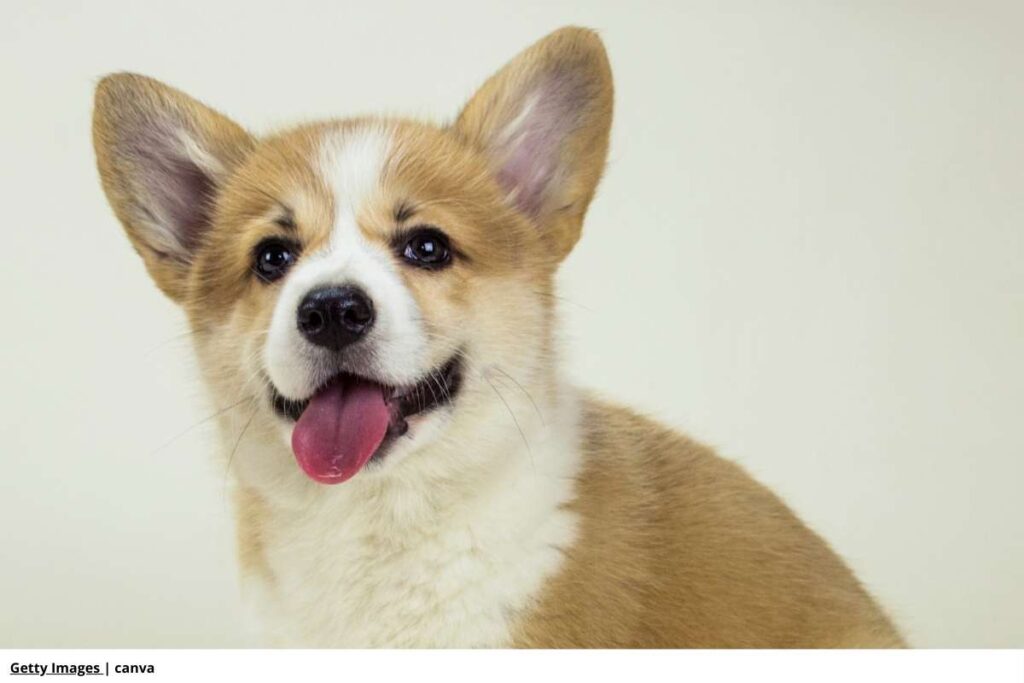 Imagen de un cachorro de corgi galés de pembroke.